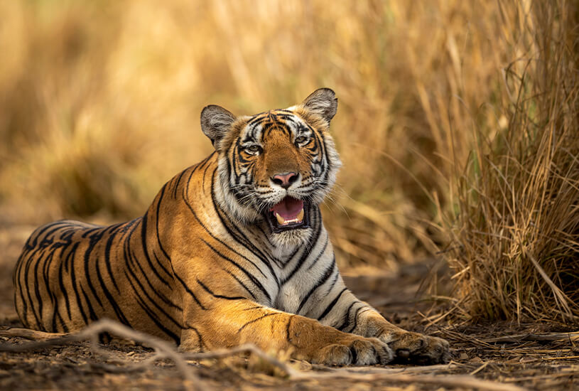 Ranthambore Park, India