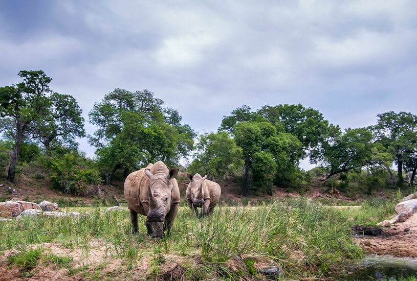 Kruger National Park, South Africa