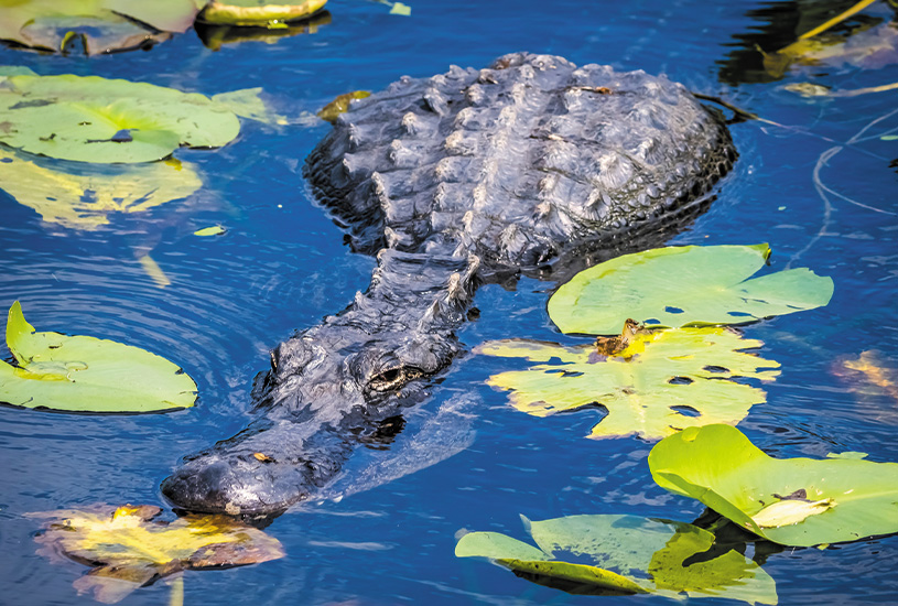 Everglades, Southern USA